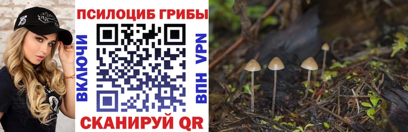 Псилоцибиновые грибы Psilocybe  Череповец 